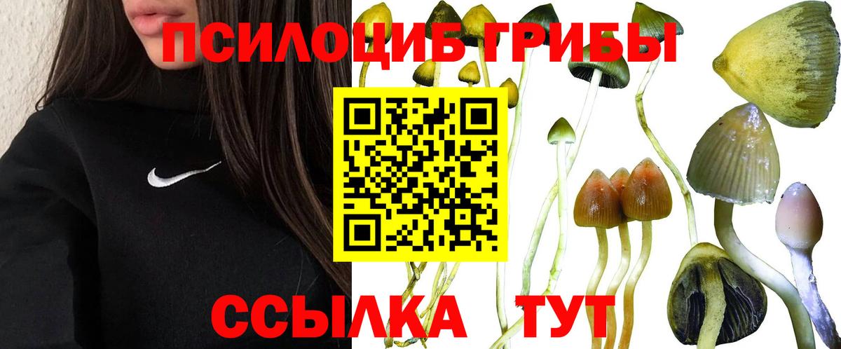 Псилоцибиновые грибы Cubensis Менделеевск